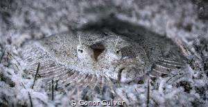 "Frozen, So You Won't See Me" part of my Underwater Surre... by Conor Culver 